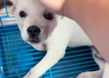 T2801026,These stray dogs trusted humans again even after everything 💔 #dogrescue #animalstory