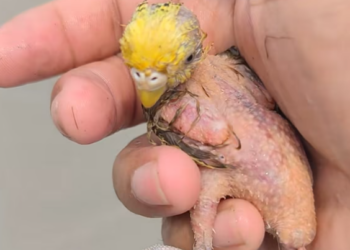 T2801027,A tiny parrot by the riverside far from where it should have been 😢 #birdrescue #animalrescue