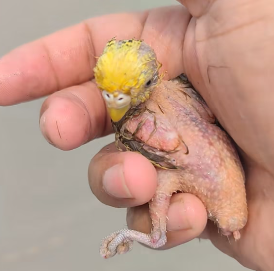 T2801027,A tiny parrot by the riverside far from where it should have been 😢 #birdrescue #animalrescue