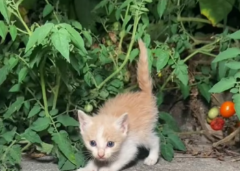 T2801030,They lived quietly hoping rescue would come before it was too late 💔 #catrescue #animalhope