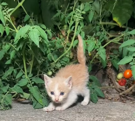 T2801030,They lived quietly hoping rescue would come before it was too late 💔 #catrescue #animalhope