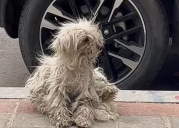 T2801031,These stray dogs carried stories no one ever asked about 😢 #dogrescue #animalstory