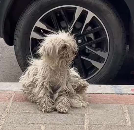 T2801031,These stray dogs carried stories no one ever asked about 😢 #dogrescue #animalstory