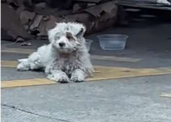 T2801032,Another group of dogs saved from a life without kindness 💔 #dogrescue #animalrescue