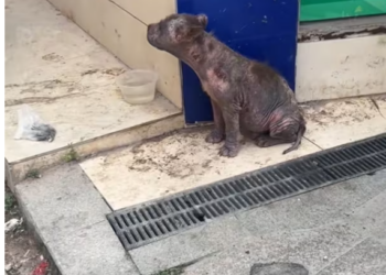 T2801033,They survived hunger fear and cold until help arrived 😢 #dogrescue #animalhope