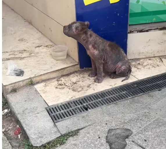 T2801033,They survived hunger fear and cold until help arrived 😢 #dogrescue #animalhope