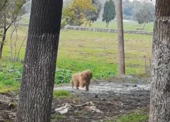 T2801034,Rescuing them meant believing their lives still mattered 💔 #dogrescue #animalstory