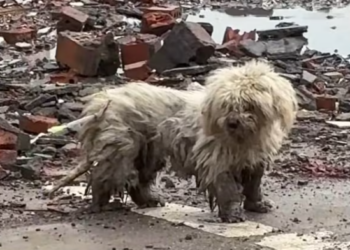 T2801035,Too many dogs too little mercy until rescue stepped in 😢 #dogrescue #animalrescue