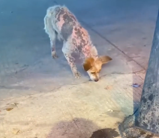 T2801036,Each rescued dog carried scars the world never saw 💔 #dogrescue #animalhope