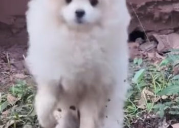 T2801037,Left without shelter these dogs waited through long nights 💔 #dogrescue #animalrescue