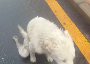 T2801038,Rescue came quietly but it changed everything 😢 #dogrescue #animalstory