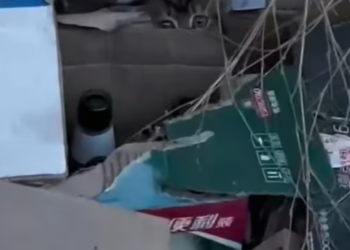 T2801039,These stray cats survived by staying unnoticed 😢 #catrescue #animalrescue