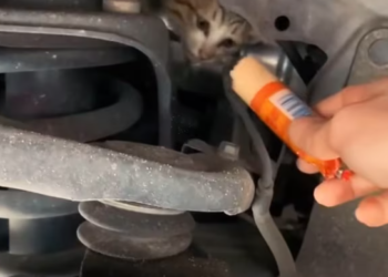 T2801040,Saved from the streets these cats finally found safety 💔 #catrescue #animalhope