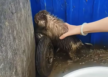 T0301038 This is what neglect looks like.