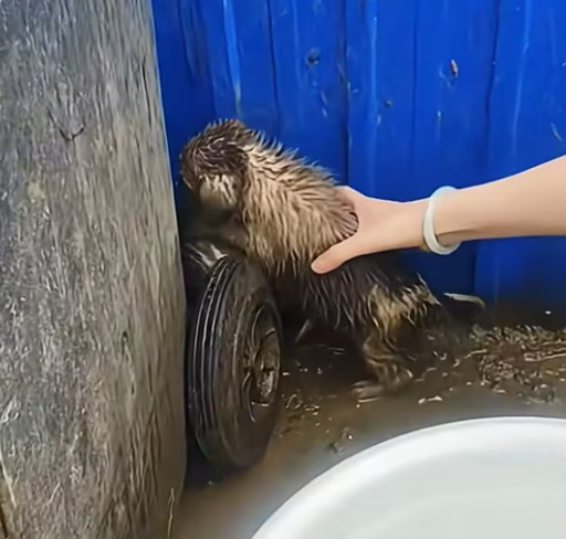 T0301038 This is what neglect looks like.