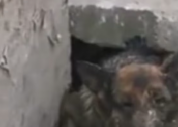 T0301040 All he needed was one kind soul.