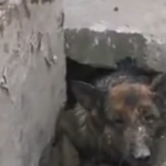 T0301040 All he needed was one kind soul.