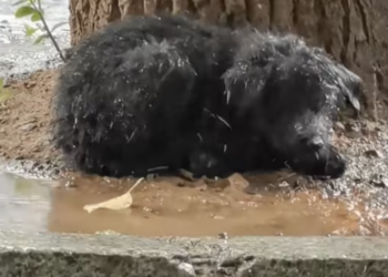 T0301005 Forgotten in the rain, shaking and alone.