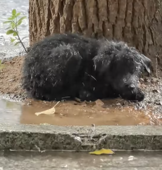 T0301005 Forgotten in the rain, shaking and alone.