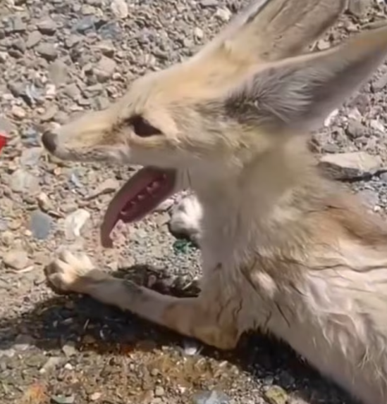 T0901025 No shelter. No safety. Just endless fear.