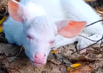 T0901026 He wanted to run… but his legs refused.