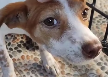 T0901001 He didn’t cry for attention… he cried to survive. What happened before this moment?