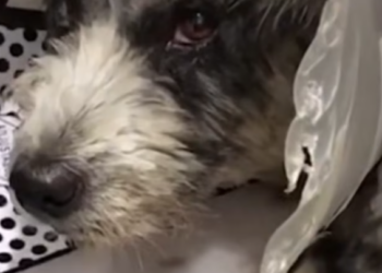 T0901003 Every breath hurt, yet he still tried to move. Why was no one there?