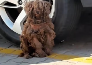 T0901005 Left behind in the cold with nothing but fear. Would you walk past?