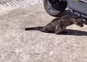 T0901006 His body trembled nonstop, begging for help without words.