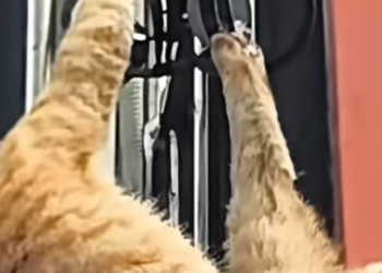 T0901007 Rain fell harder, and hope felt thinner. How did he end up here?