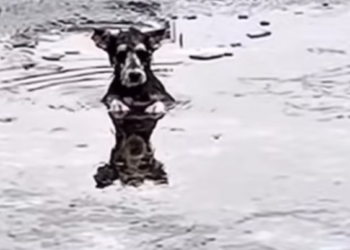 T0901008 He tried to crawl… then collapsed again. Pain won that round.