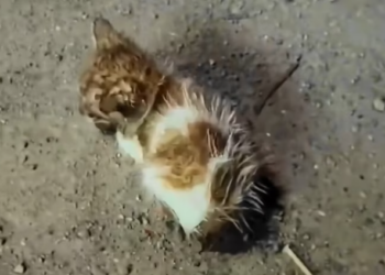 T0901010 One small body against a cruel world. This was his breaking point.