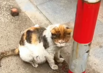 T0901012 Cold, and fear wrapped around her tiny body.