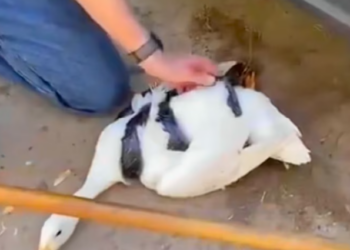 T0901016 Too weak to cry loudly, too tired to move away.