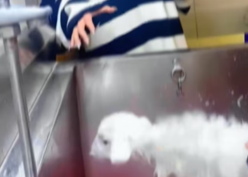 T0901017 Her eyes searched for kindness that never came.