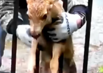 T0901018 Cold rain soaked deeper than the wounds.