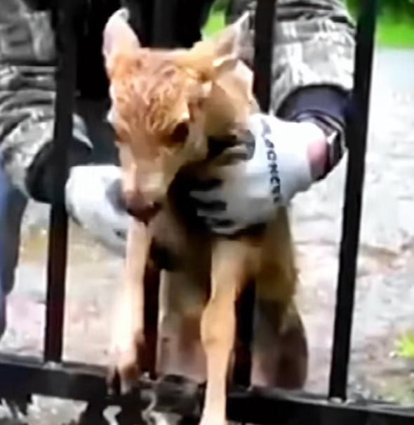 T0901018 Cold rain soaked deeper than the wounds.