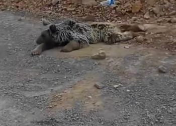 T0901019 She lay there, breathing shallow, fighting to stay awake.