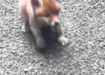 T0901021 He stood frozen, legs shaking under unbearable fear.