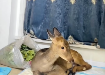 T0901022 One wrong step, and everything could be over.