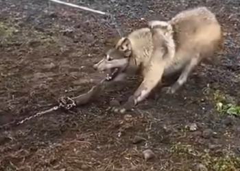 T0901023 Fear kept him still while danger rushed past.