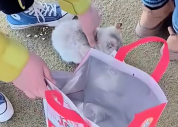 T0901029 Fear locked his body in place.