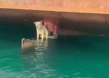 T0901031 Trapped, shaking, and crying softly into the dark.