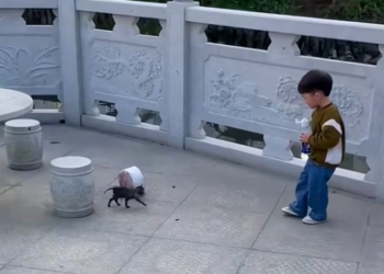 T0901032 Cold water below, fear above, nowhere to go.