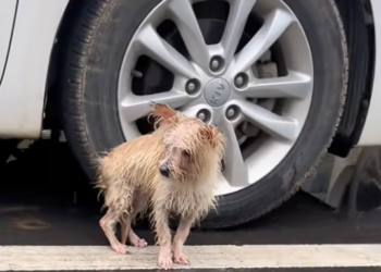 T0301008 Weak legs, broken spirit, fading hope.