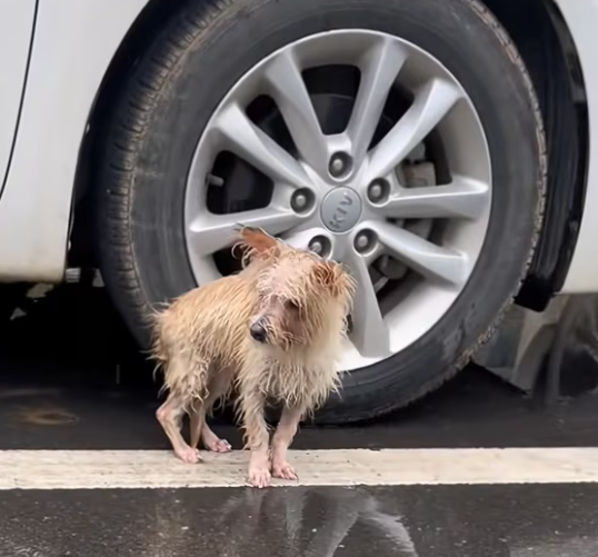 T0301008 Weak legs, broken spirit, fading hope.