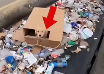 T0901033 He clung to life with every weak movement.