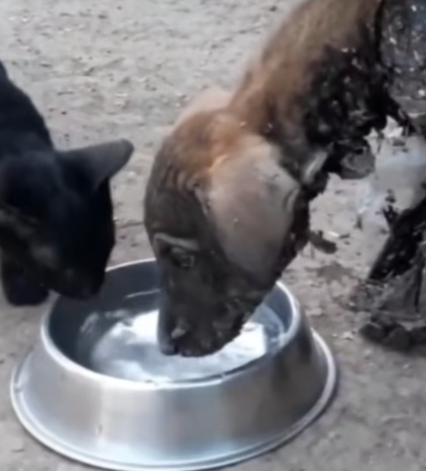 T0901035 Every tremble was a silent scream for help.