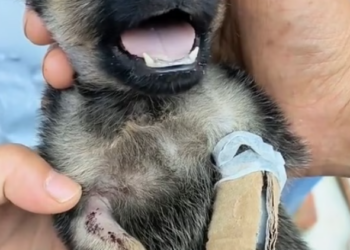 T0901037 His body shook, but his will still fought.