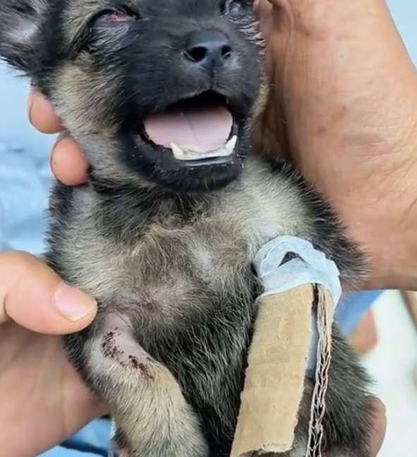 T0901037 His body shook, but his will still fought.